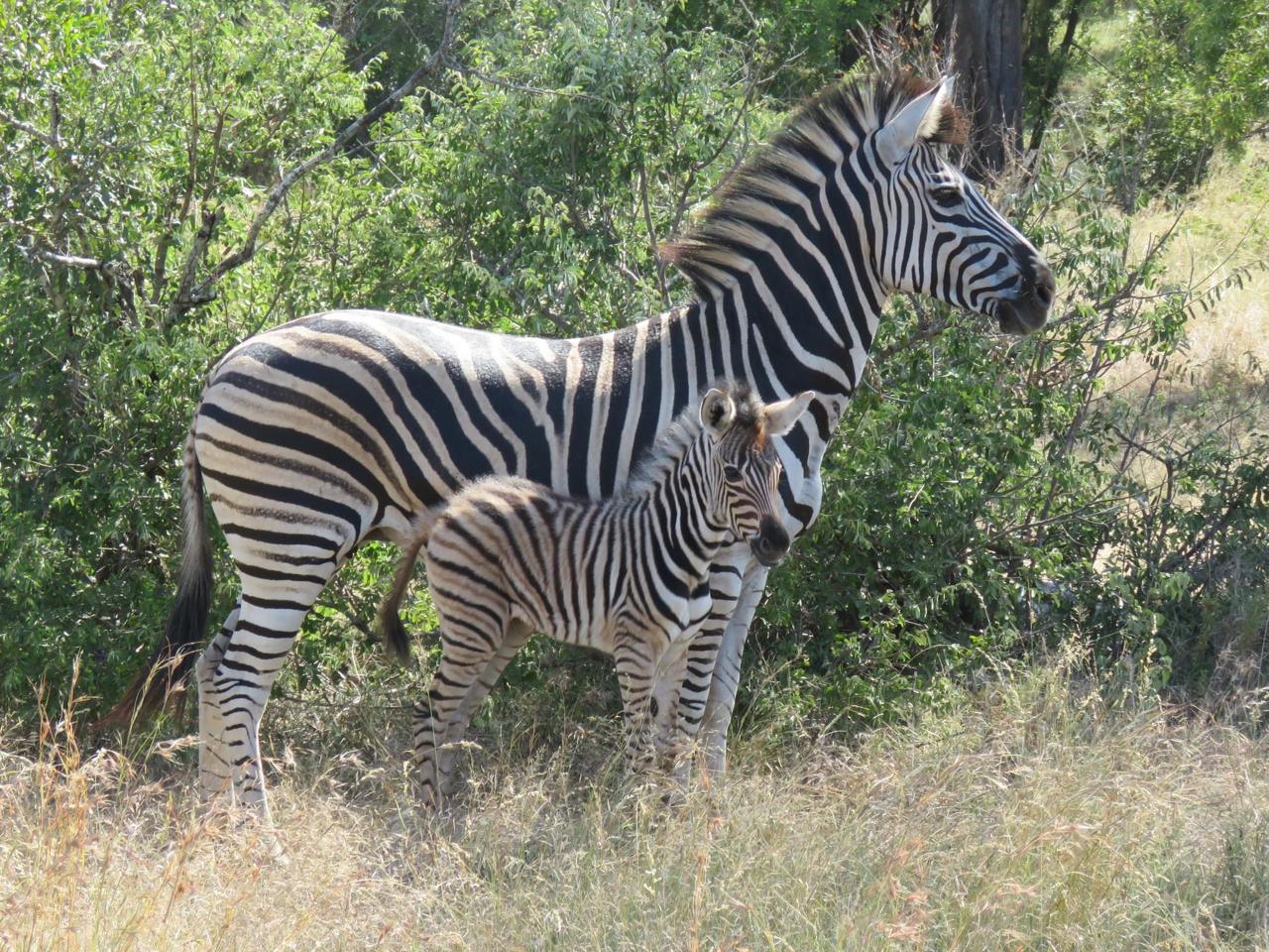 Kruger National Park